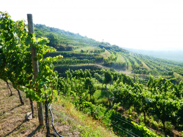 2016 Sommelier-Weinreise Niederösterreich